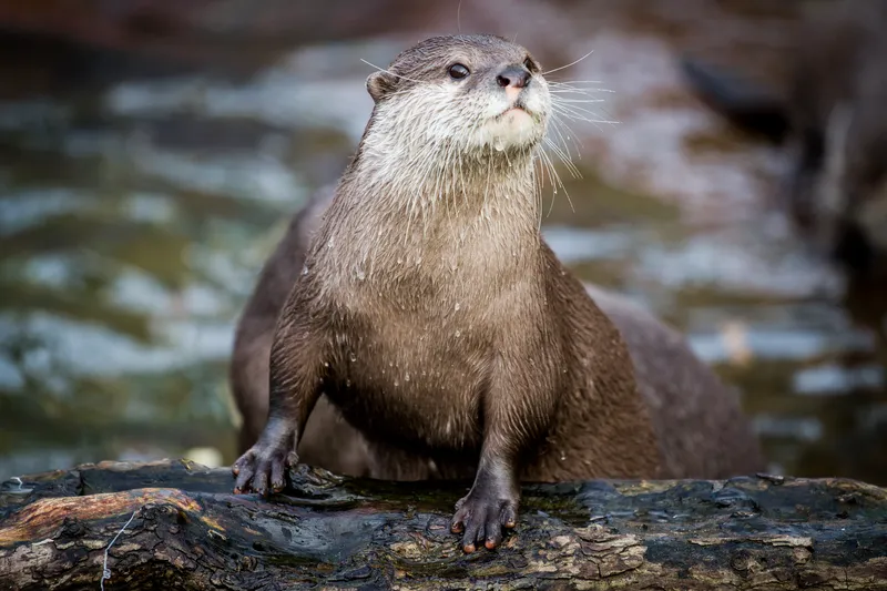 Nature Photography: Otter