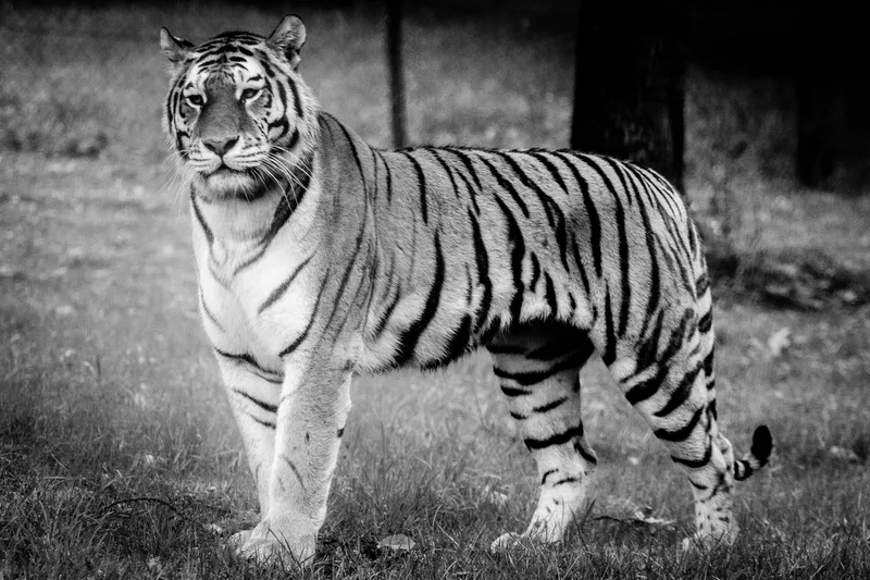 Photography: Black and White Tiger