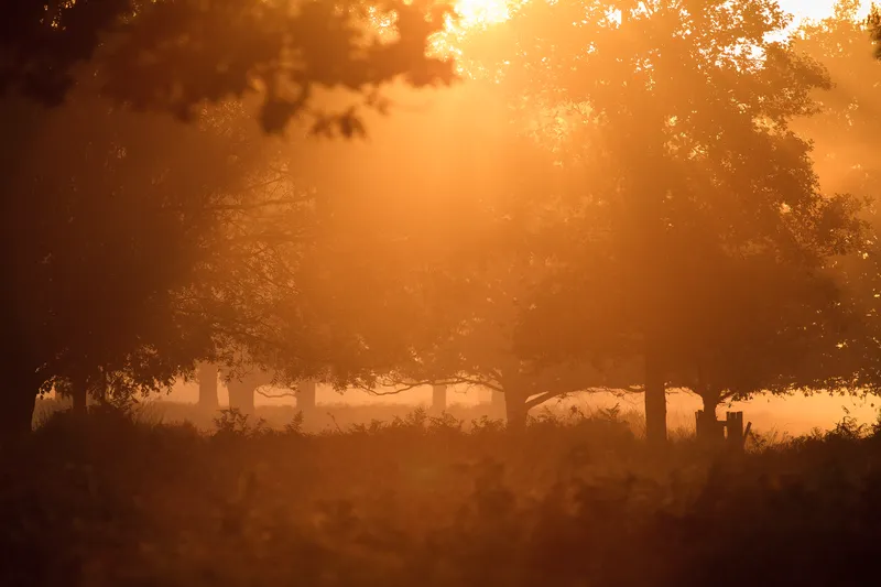 Deer Richmond Park, I've mist you