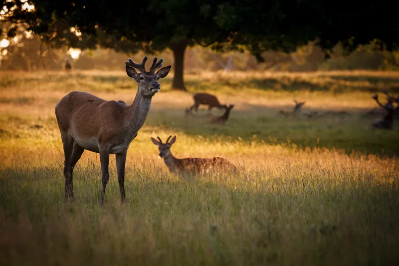 Deer at Sunset in Richmond Park