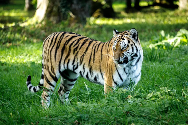 Lions and Tigers and no Bears, oh my!