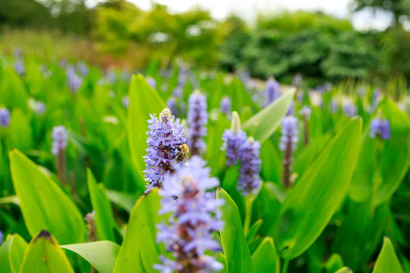 Bees at Wisley Gardens