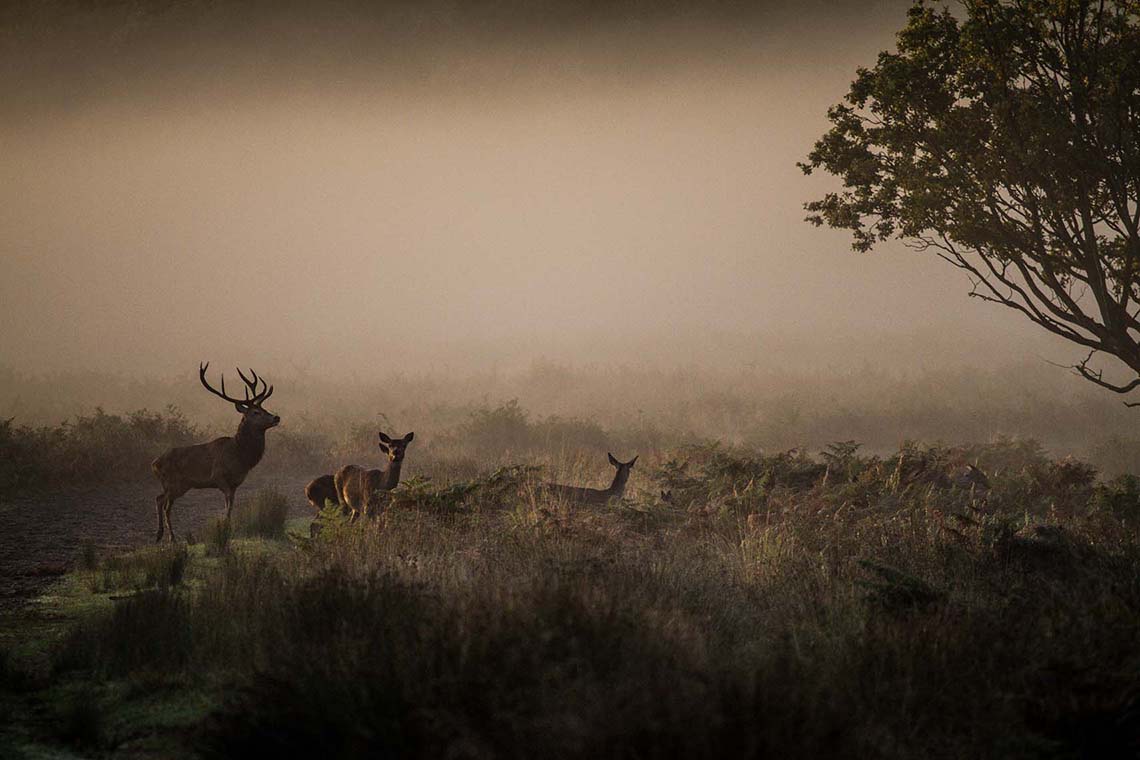Deer in Richmond Park at Sunrise by Myles Noton