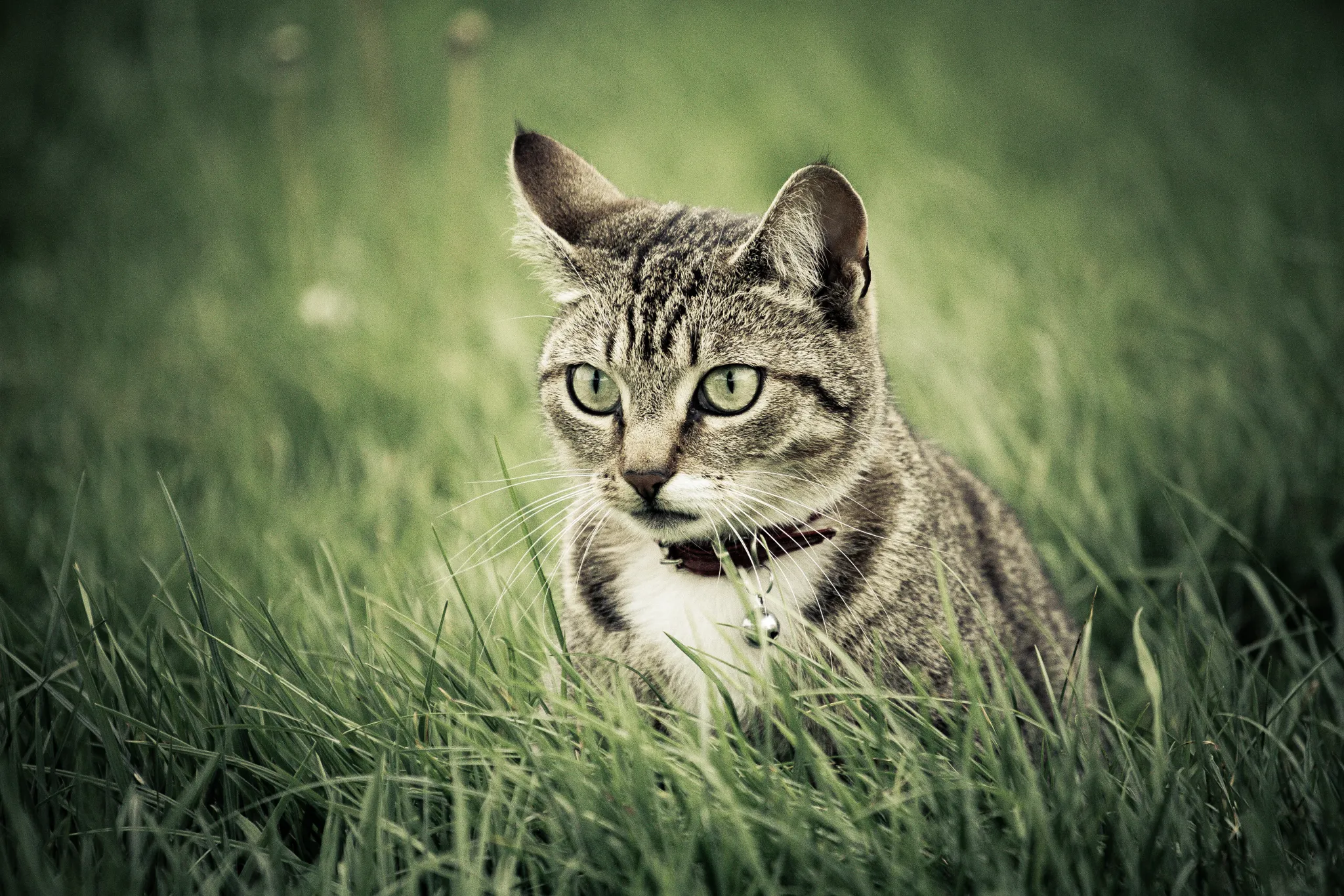 Cat Stalking Her Prey in Grass large