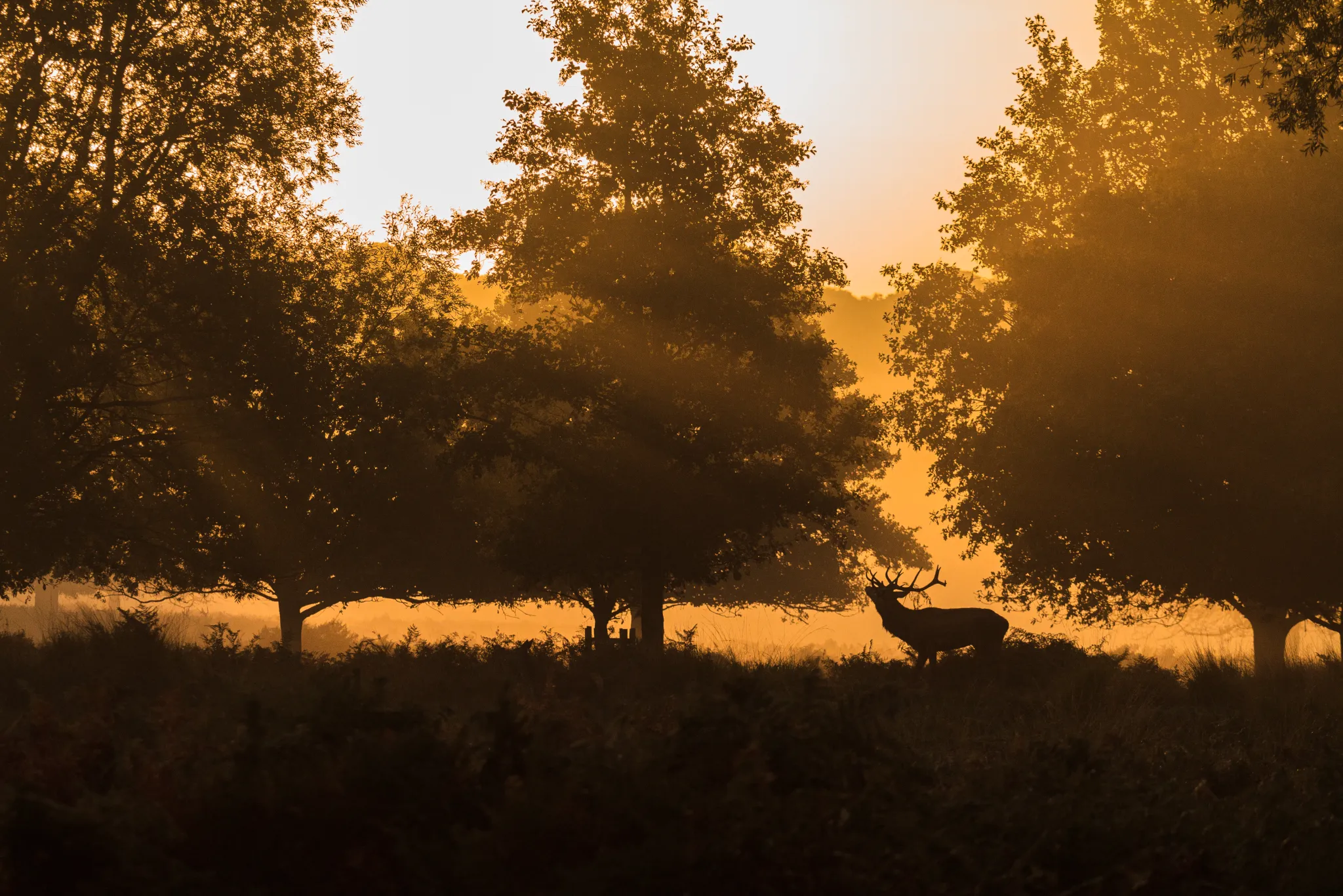Deer in Richmond Park large