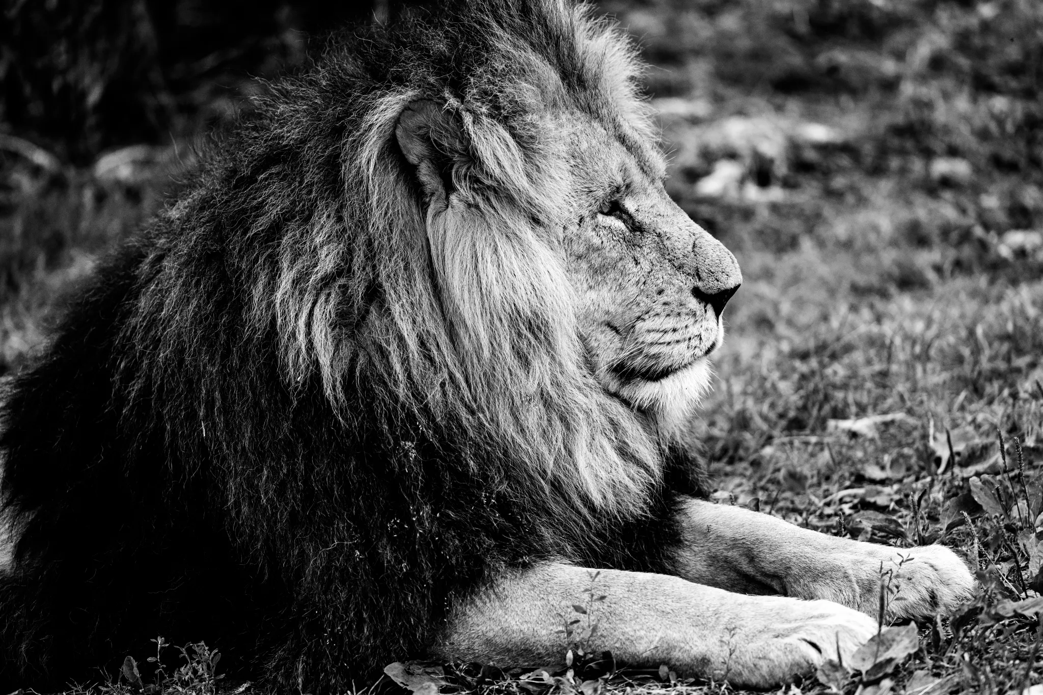 Lion in Black and White large