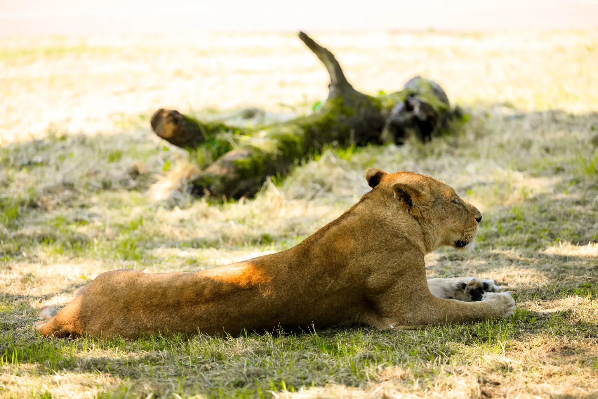 Lion on the Ground large