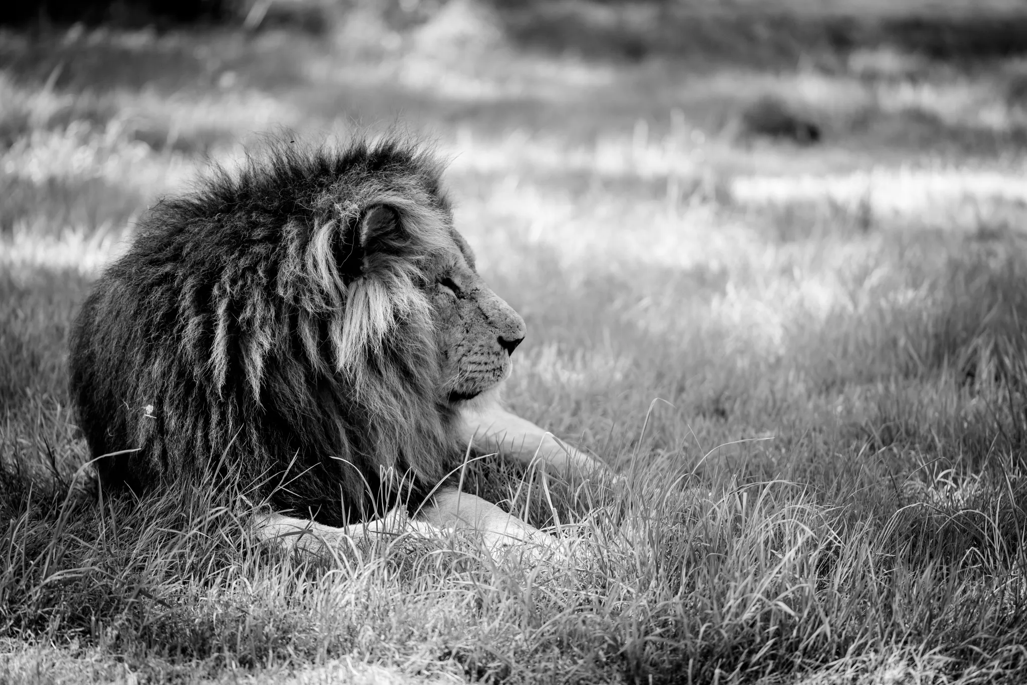 Longleat Lion - Black and White large