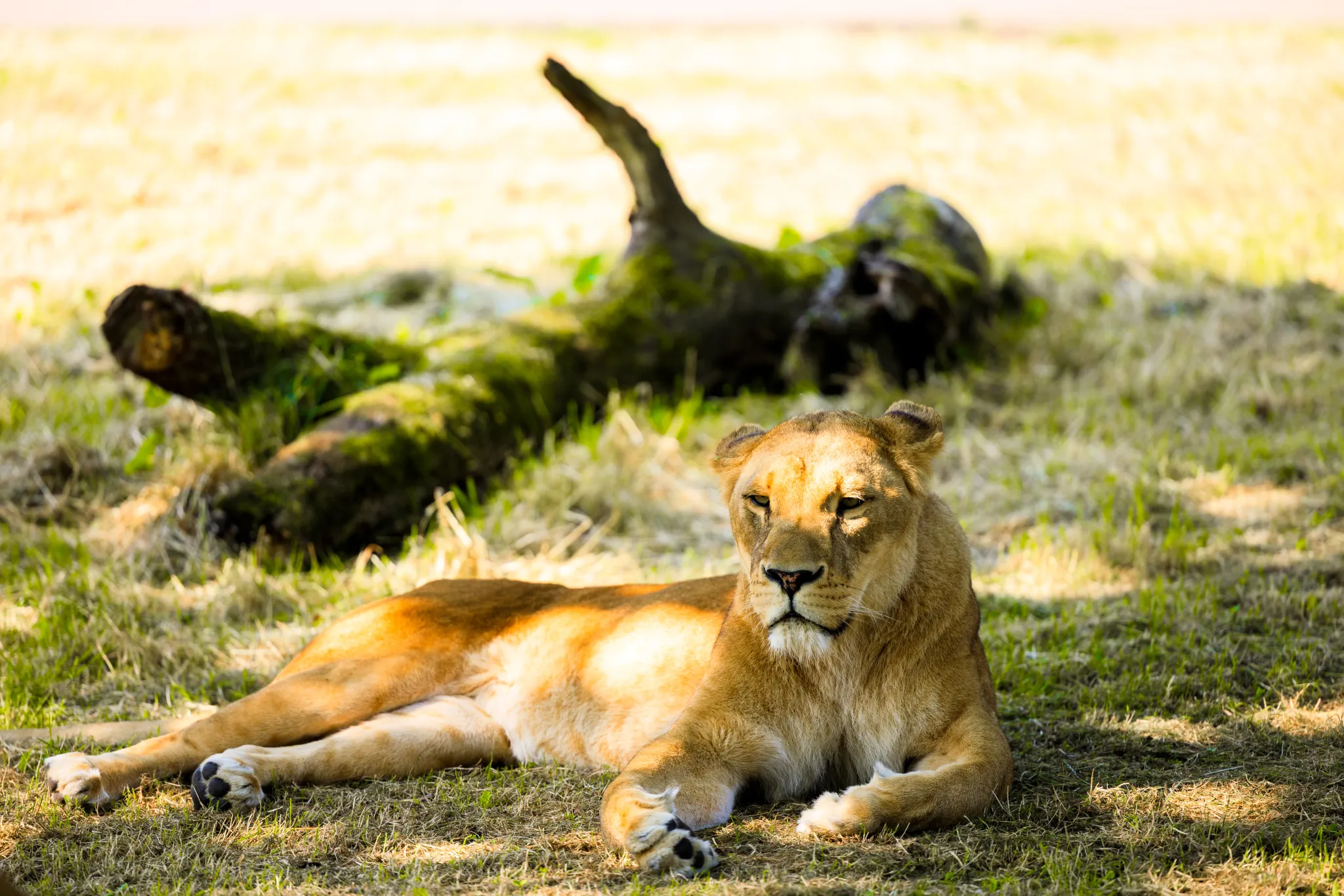 Longleat Lioness large