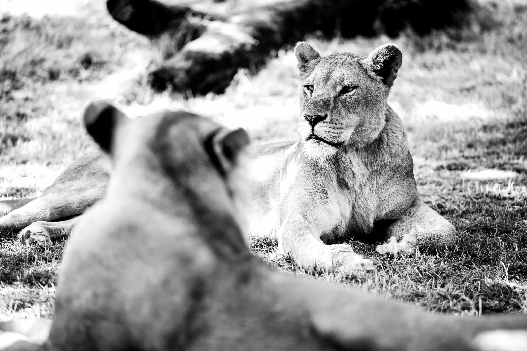 Longleat Lionesses - Black and White large