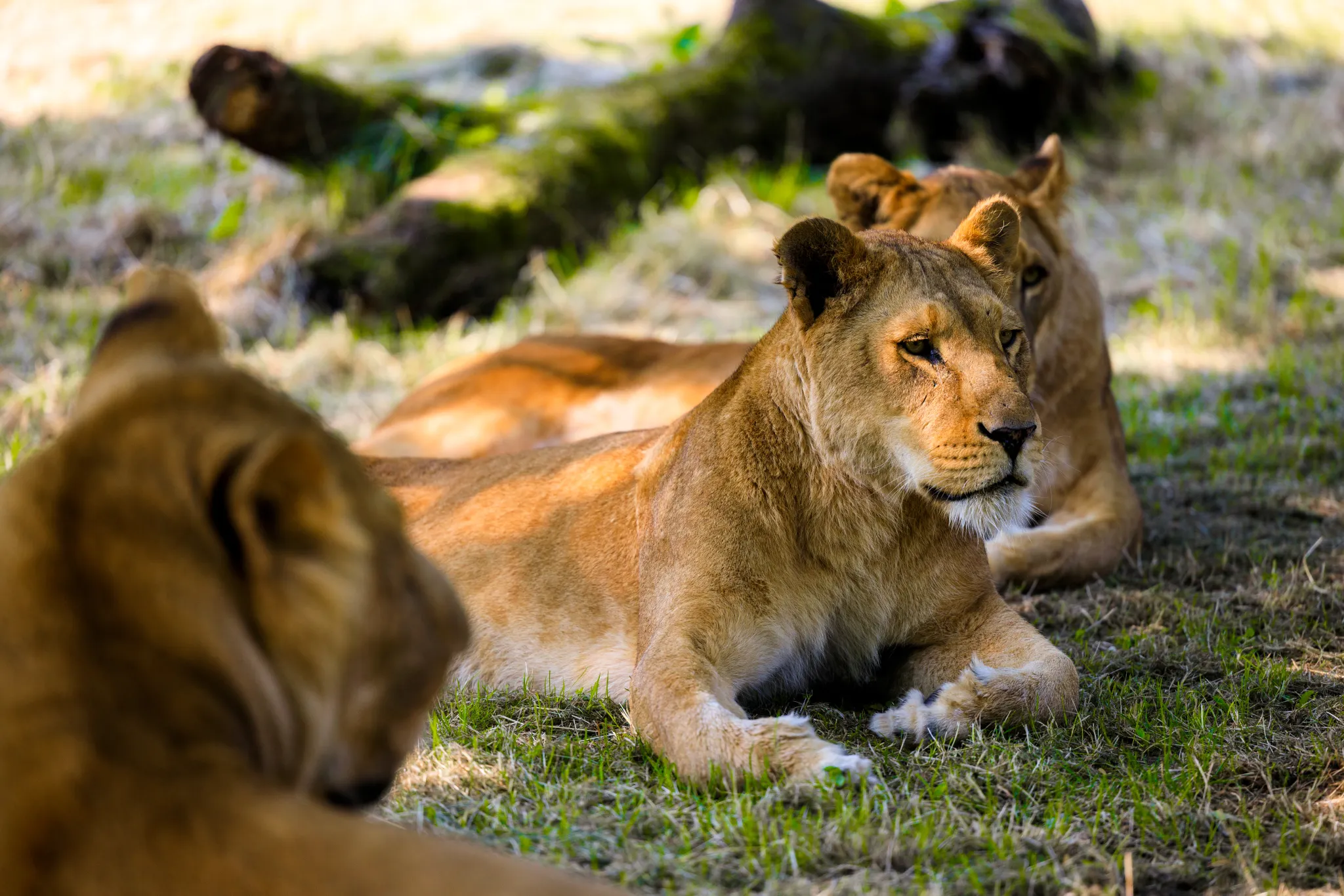 Longleat Lionesses large