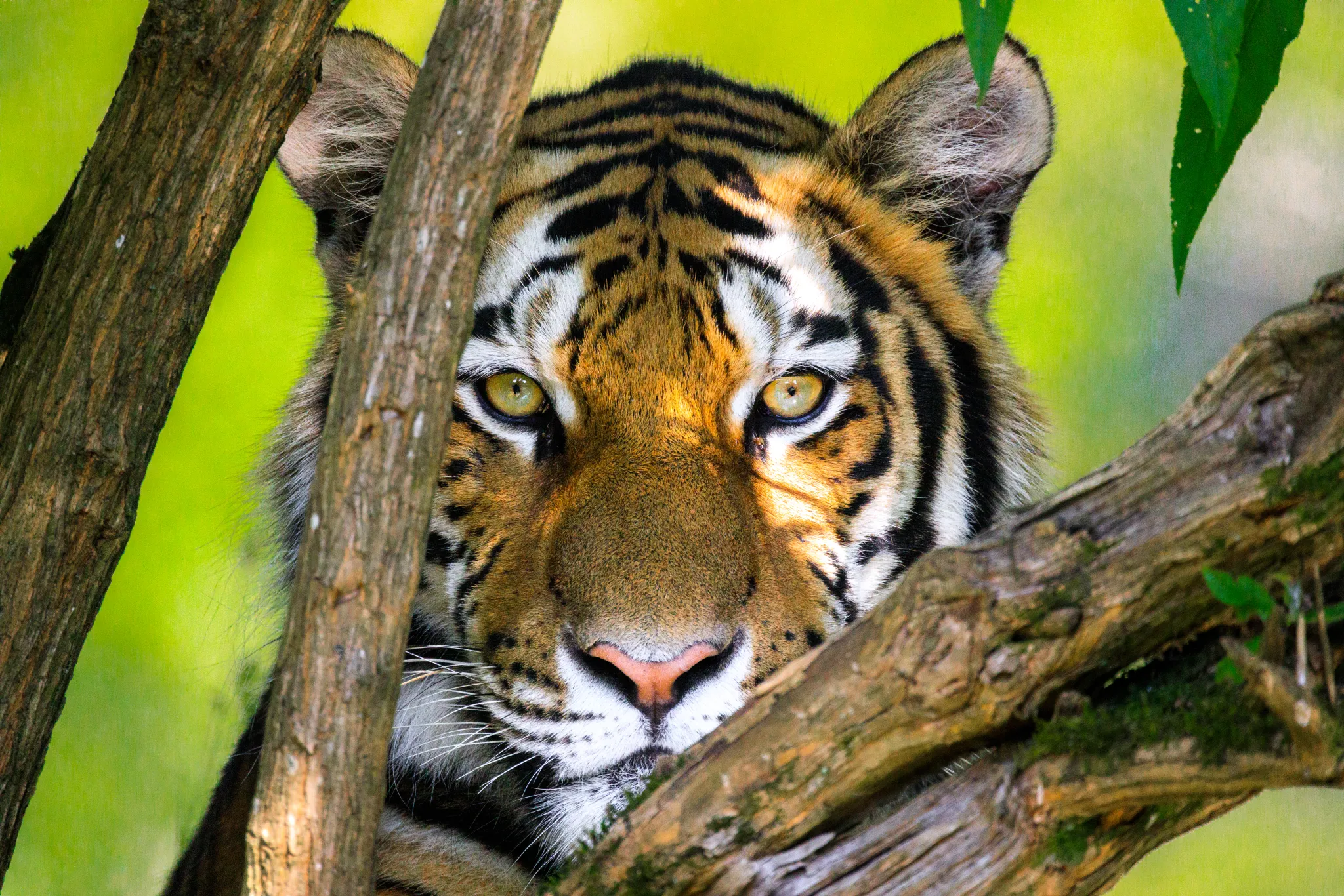 Longleat Tiger Hiding large