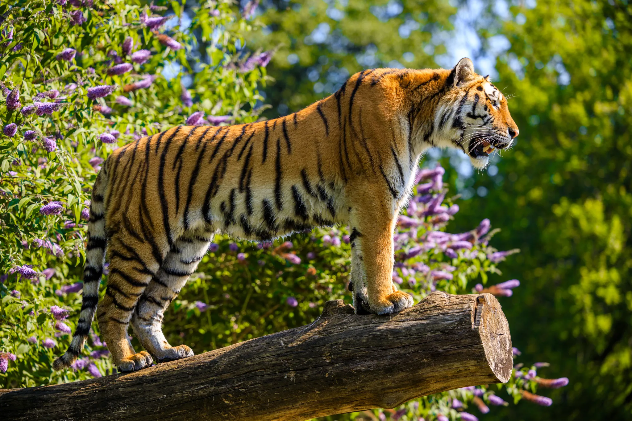 Longleat Tiger Standing on a Log large