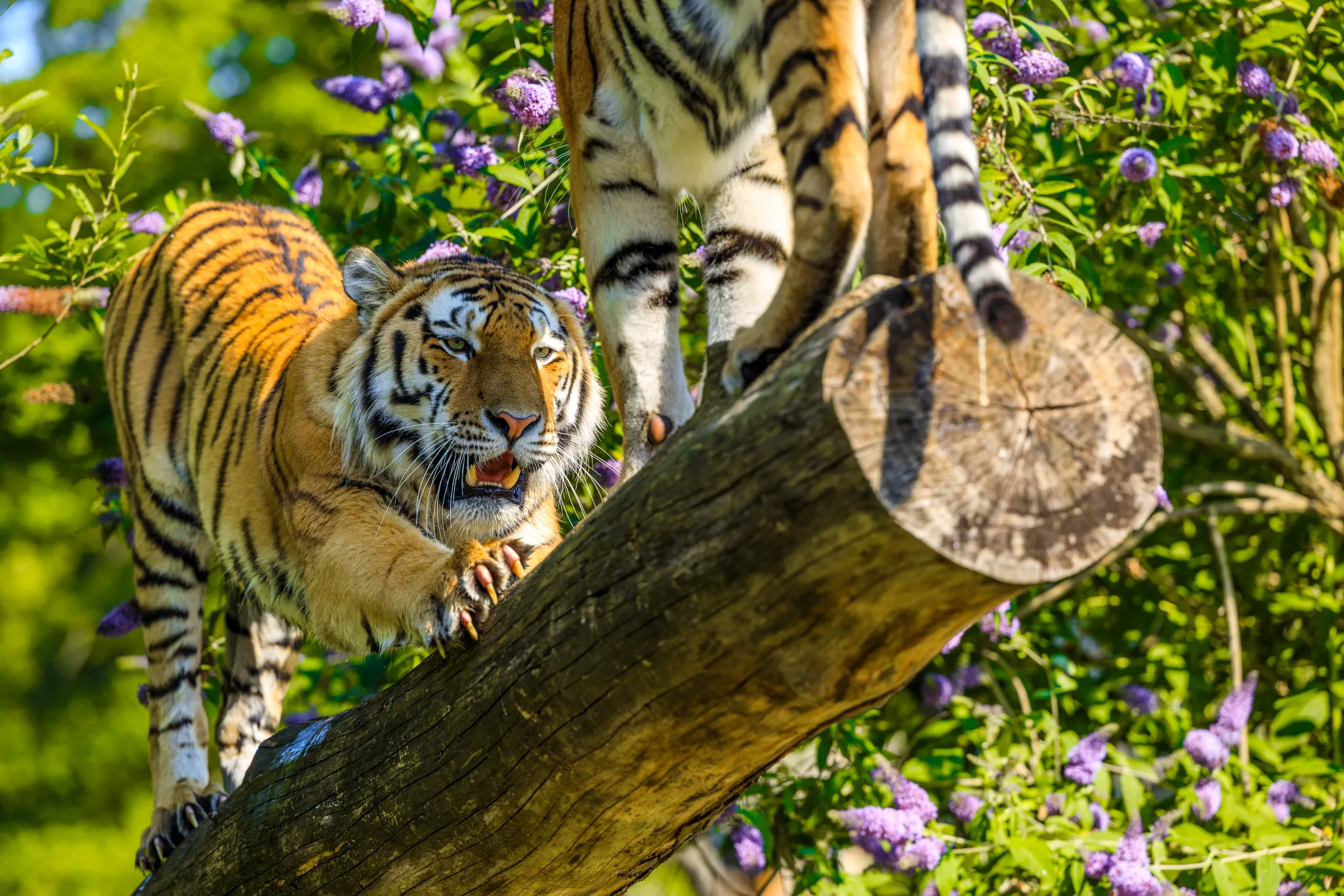Longleat Tigers Standing on a Log large