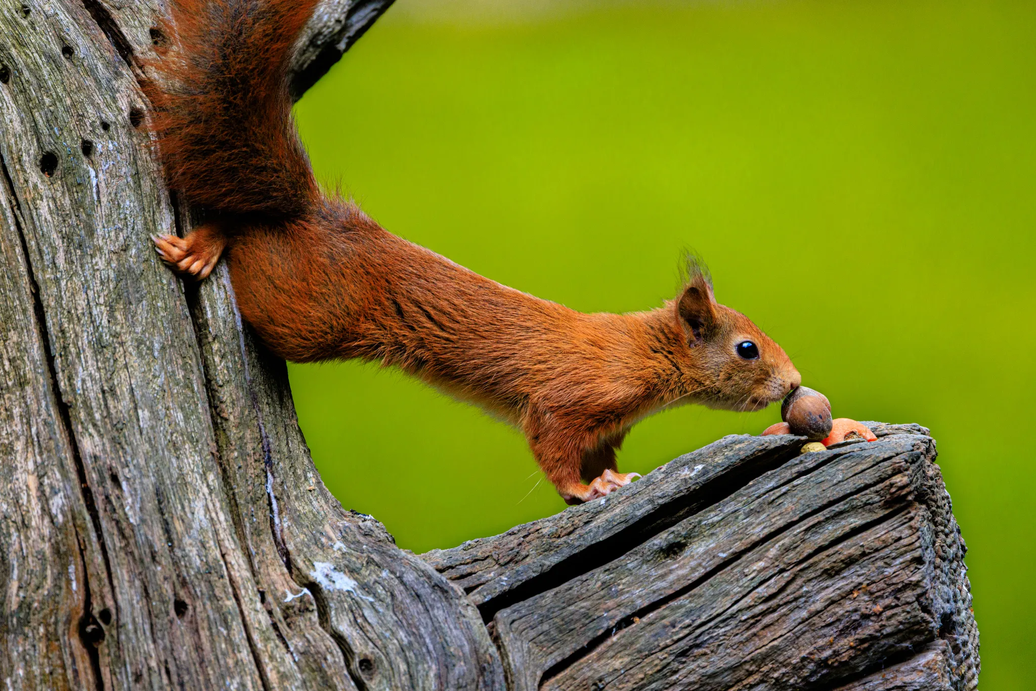 Red Squirrel large