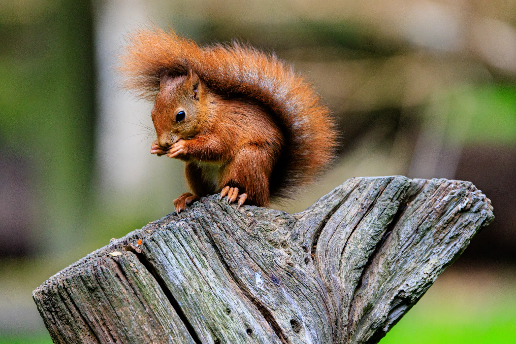 Red Squirrel large
