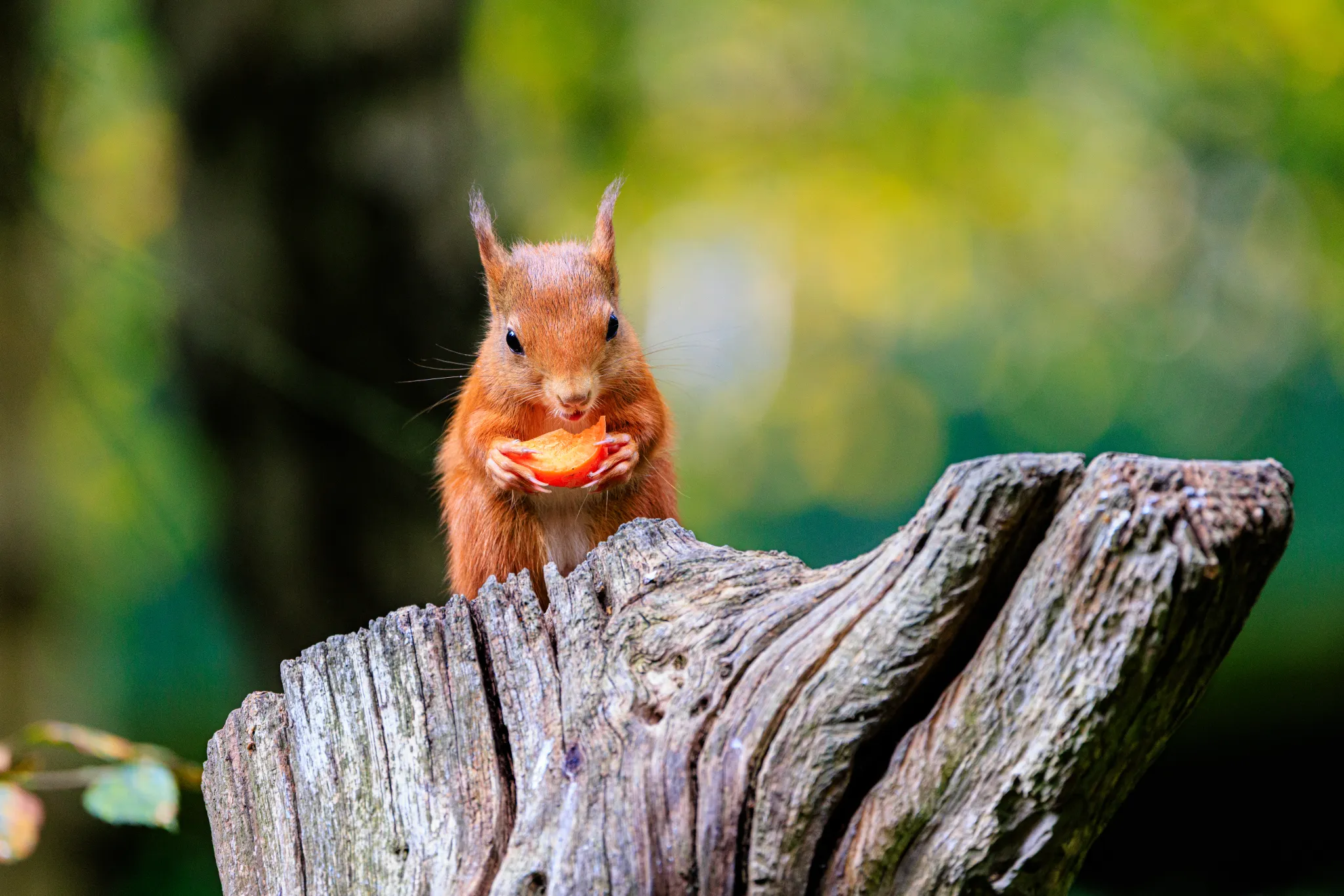 Red Squirrel large
