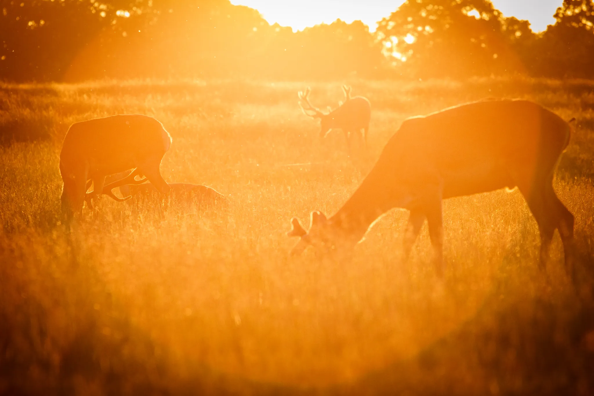 Richmond Park Deer at Sunset large