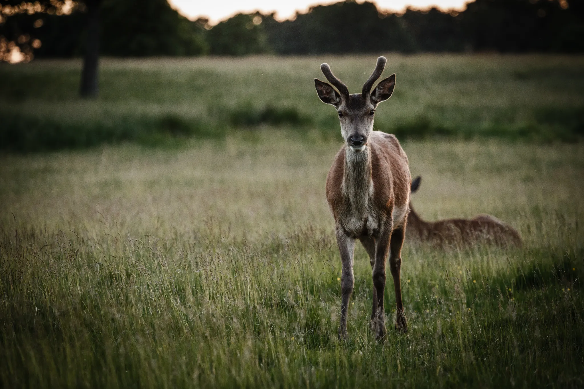 Richmond Park Deer large