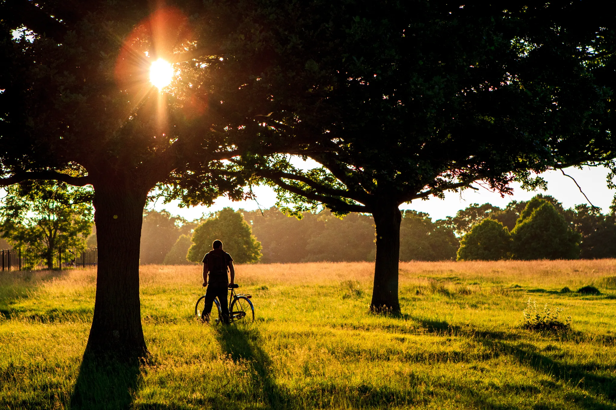 Richmond Park Sunset Ride large