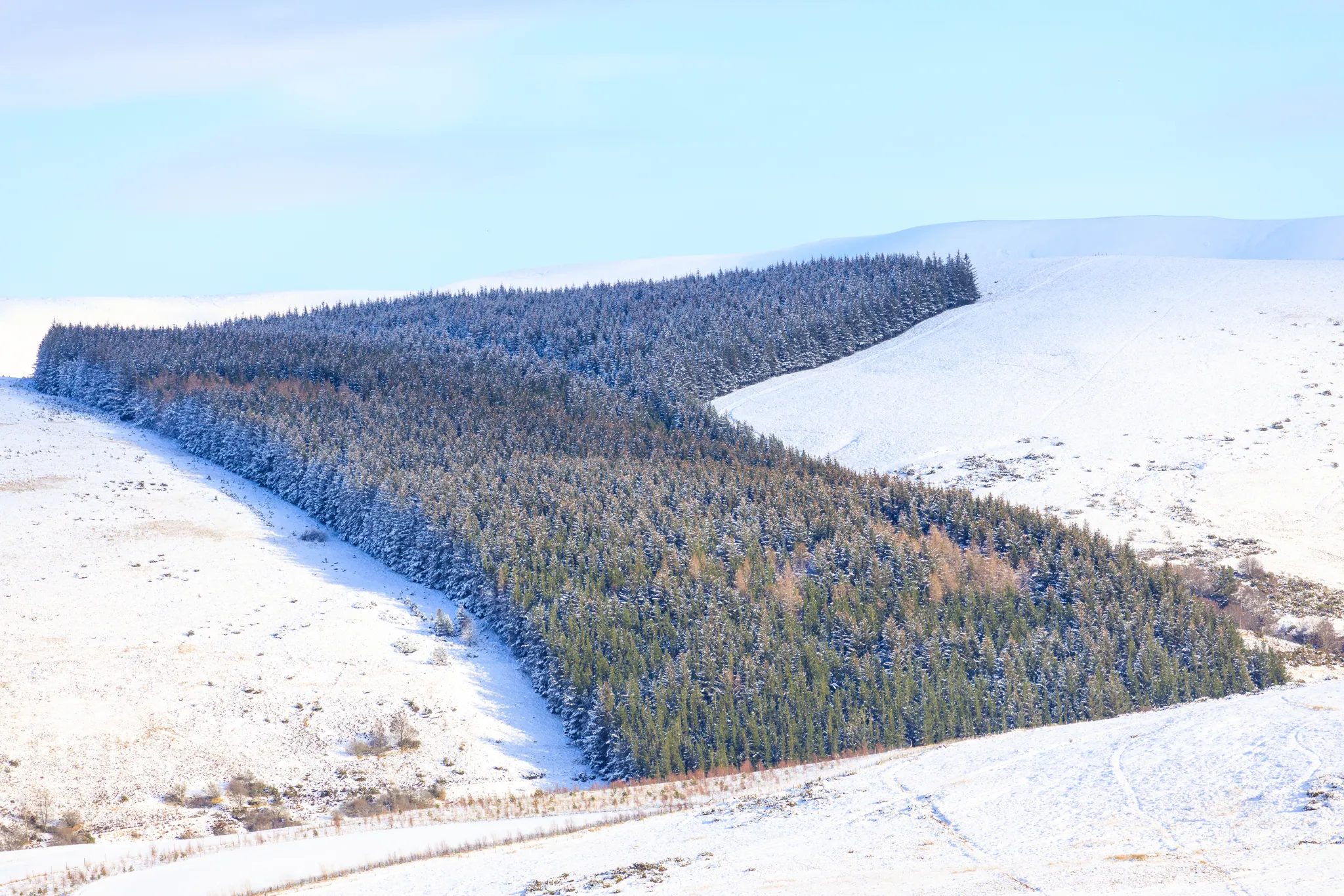 Cairngorms Trees, Scotland large