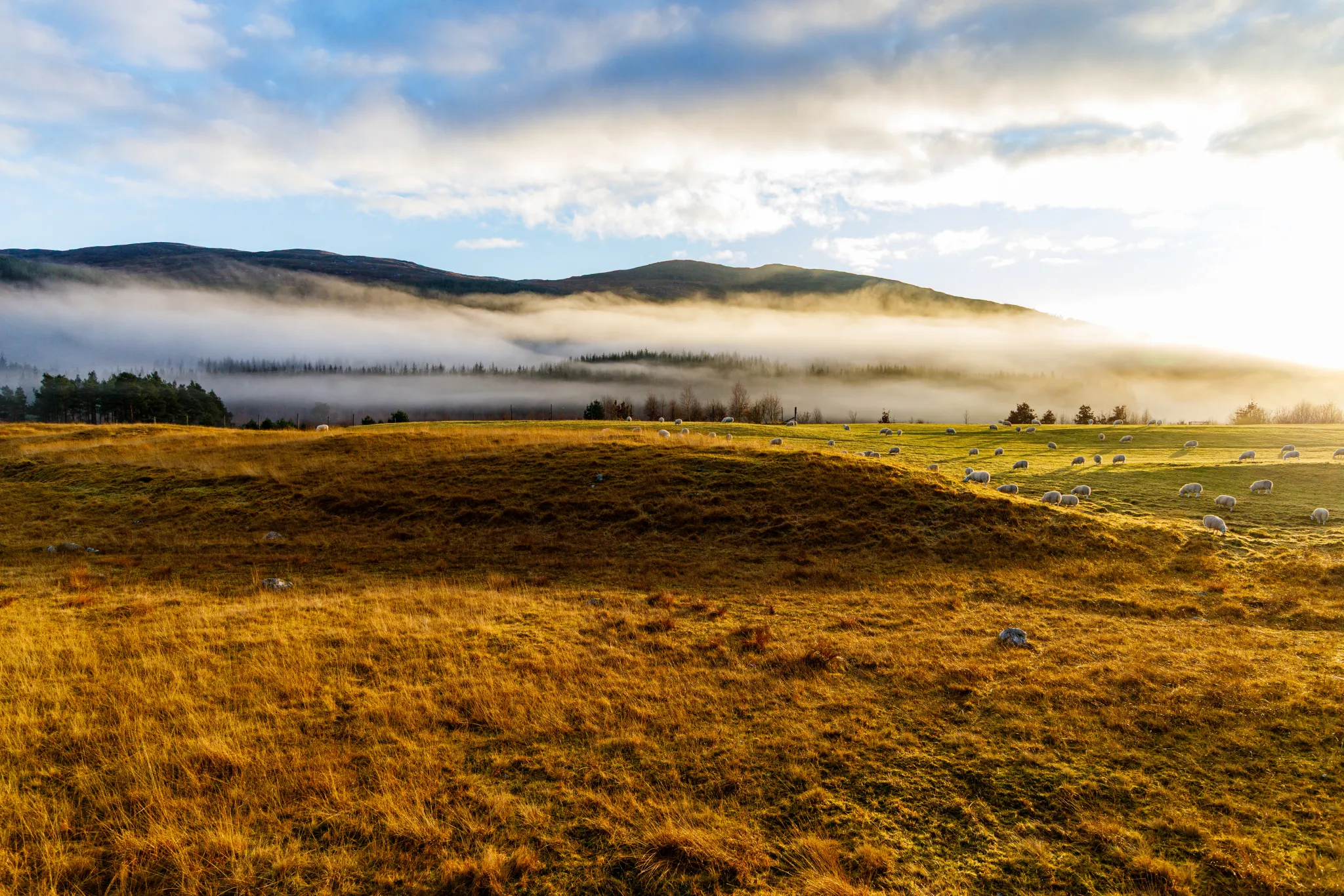 Scotland Mist Hills large