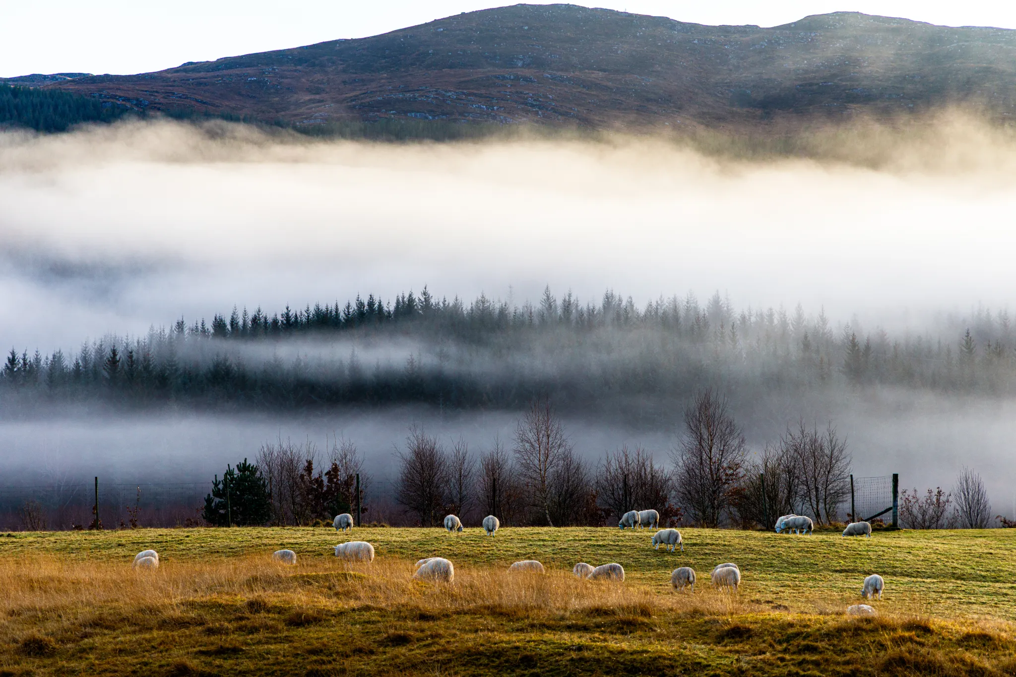 Scotland Sheep in Mist large