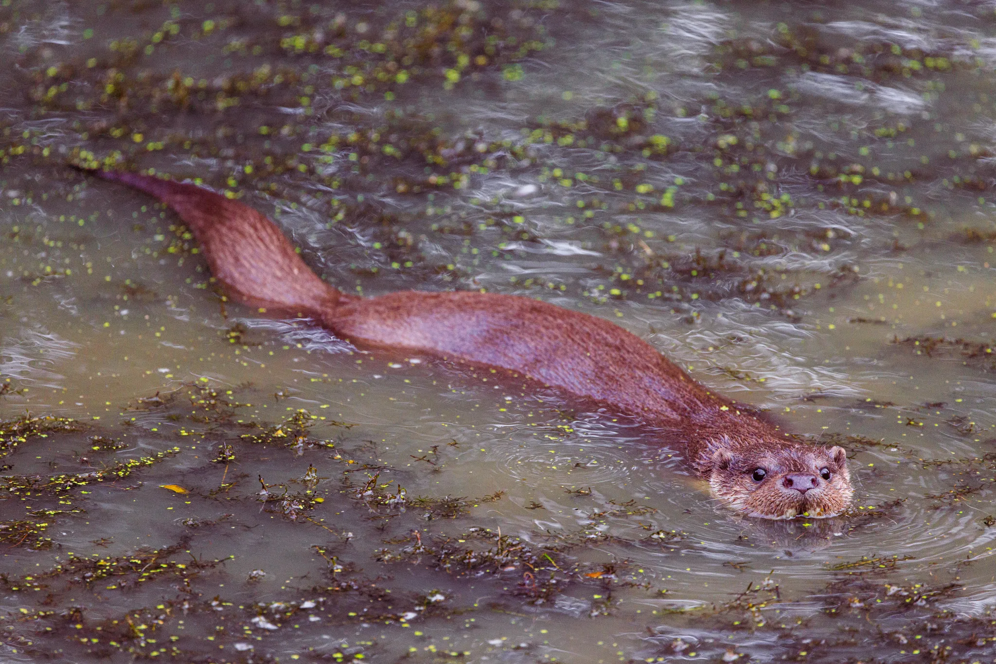 Swimming Otter large
