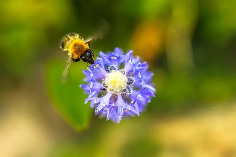 Bee