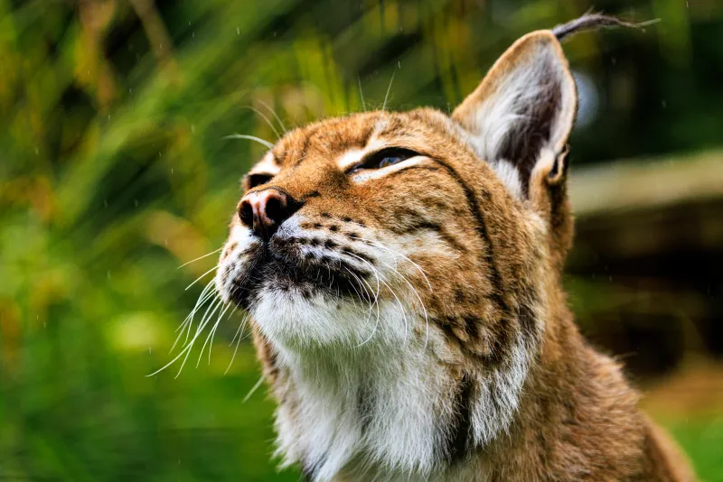 Big Cat Sanctuary - Petra