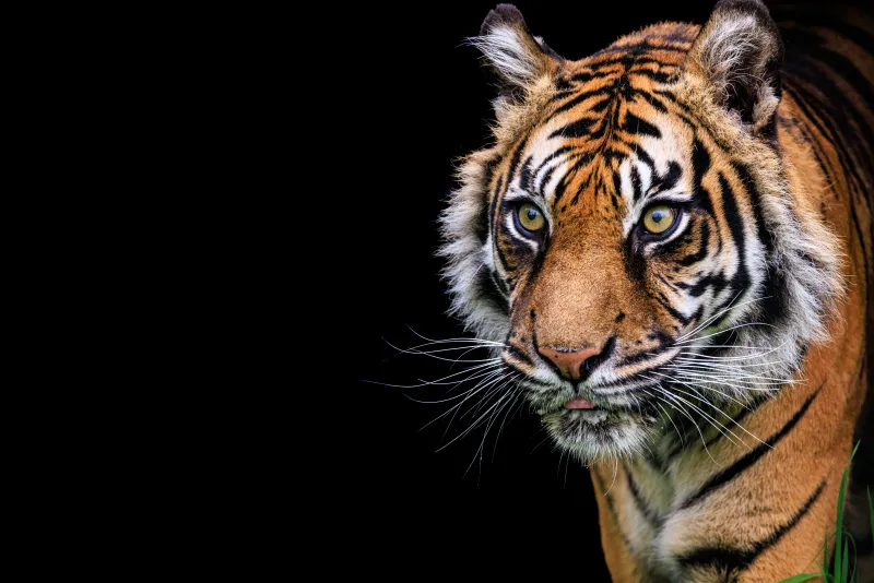 Big Cat Sanctuary - Puna in the Shadows