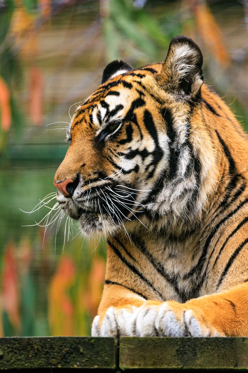 Big Cat Sanctuary - Puna Sitting
