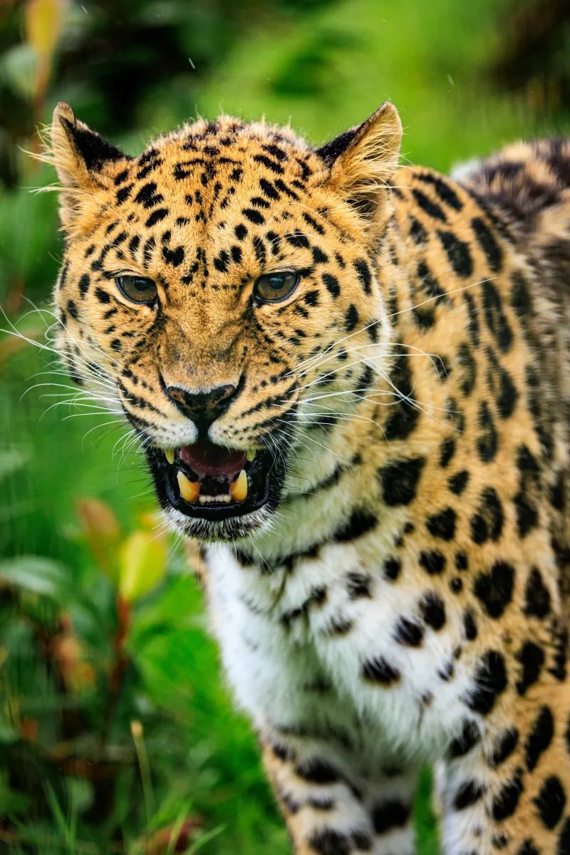 Big Cat Sanctuary - Luca Leopard