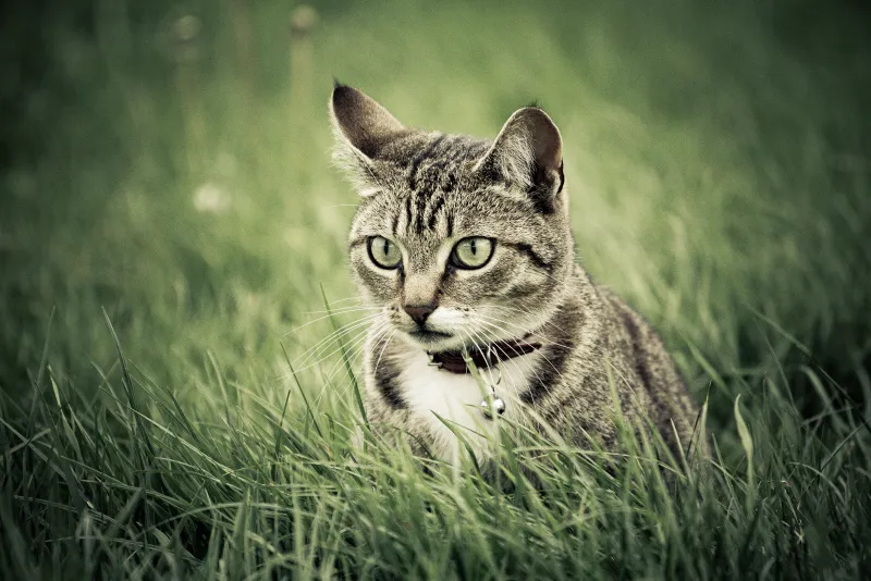 Cat Stalking Her Prey in Grass