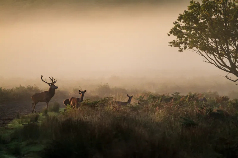 Deer in Richmond Park - Winter is Coming