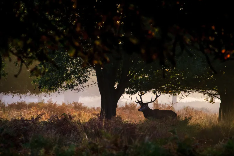Deer in Richmond Park