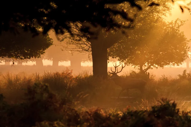 Deer in Richmond Park