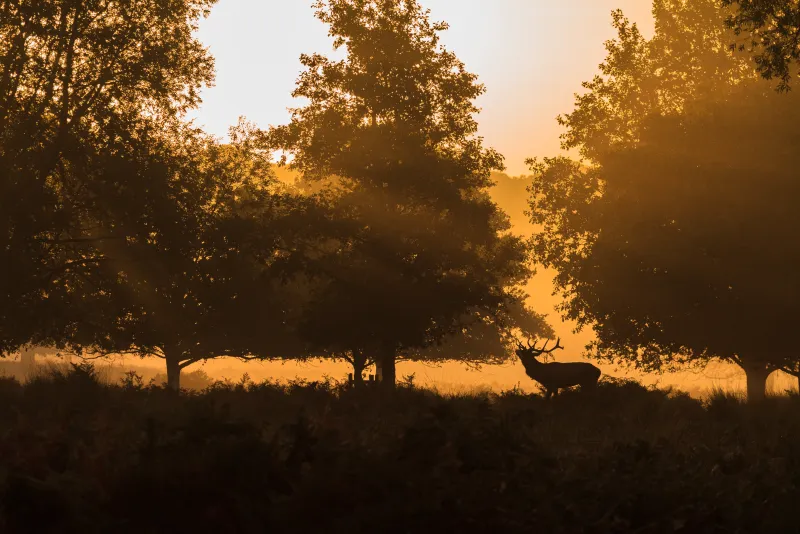 Deer in Richmond Park
