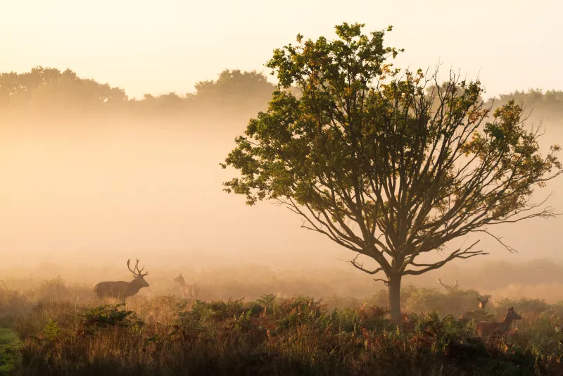 Deer in Richmond Park