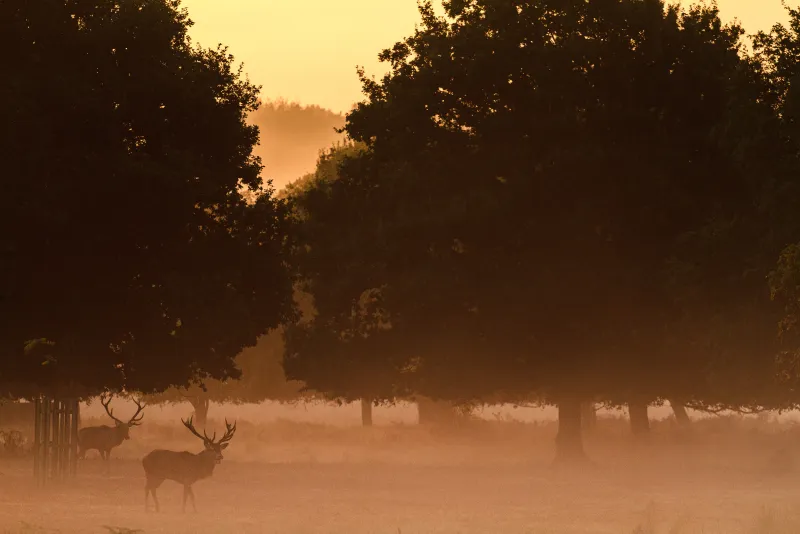 Deer in Richmond Park