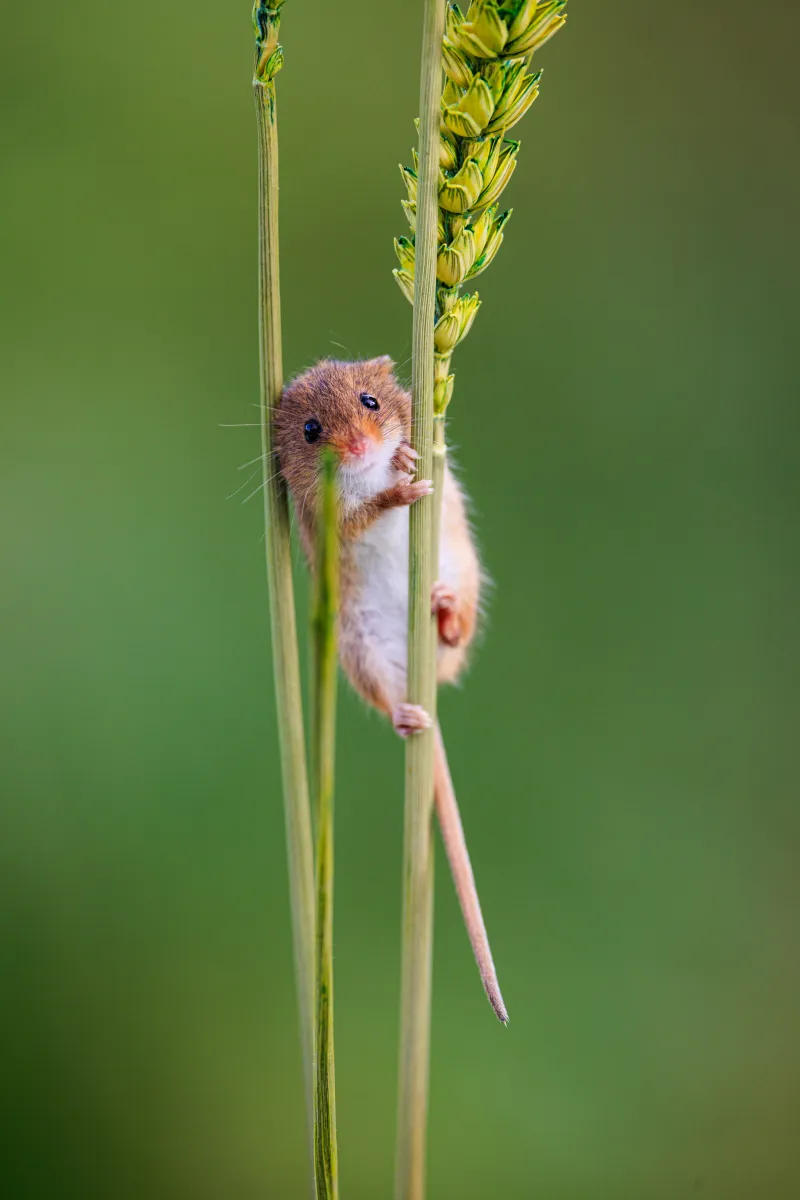 Field Mouse