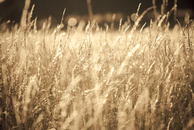 Golden Grass
