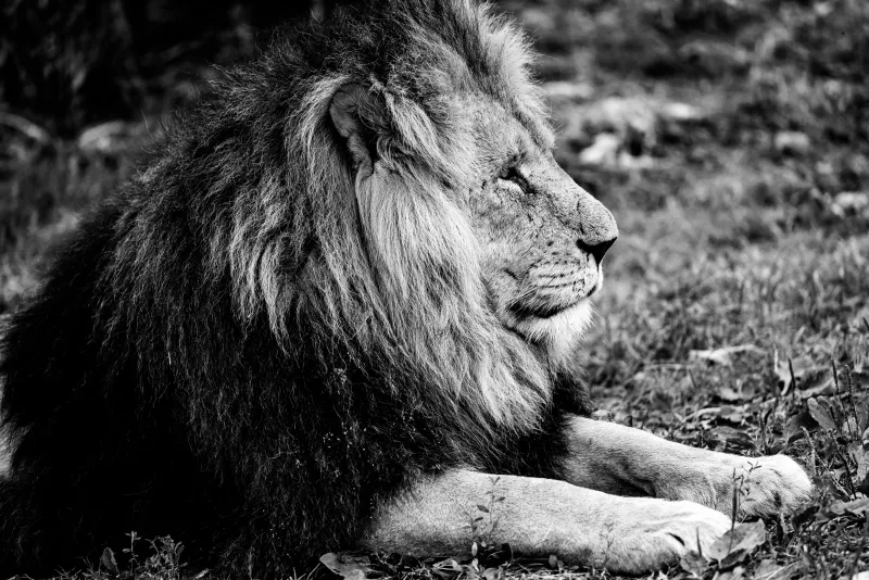 Lion in Black and White