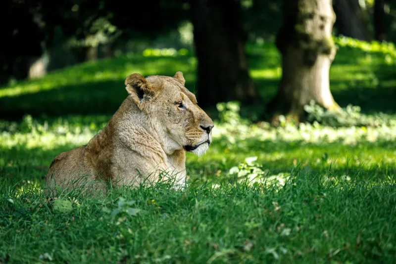 Lion in the Grass