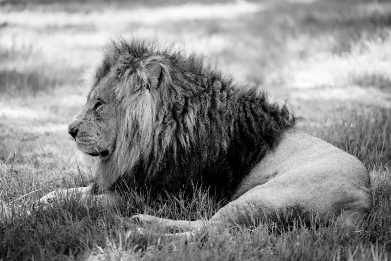 Lion in the Sun - Black and White