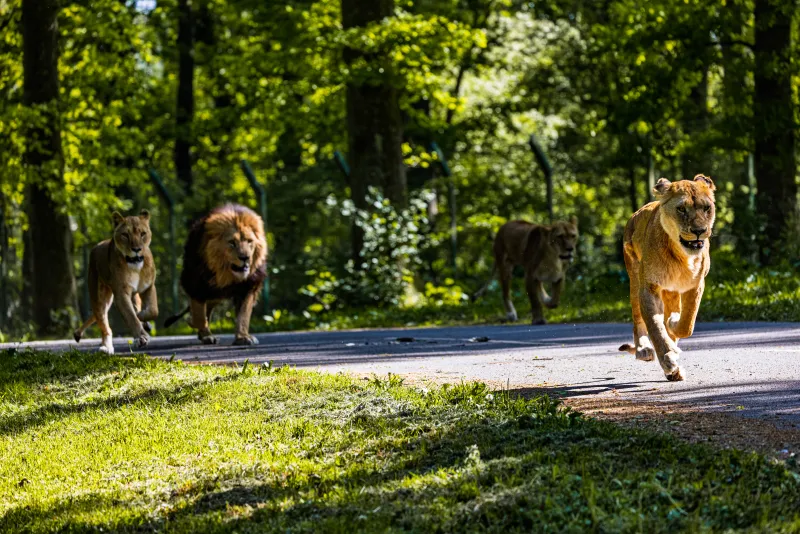 Lions Running