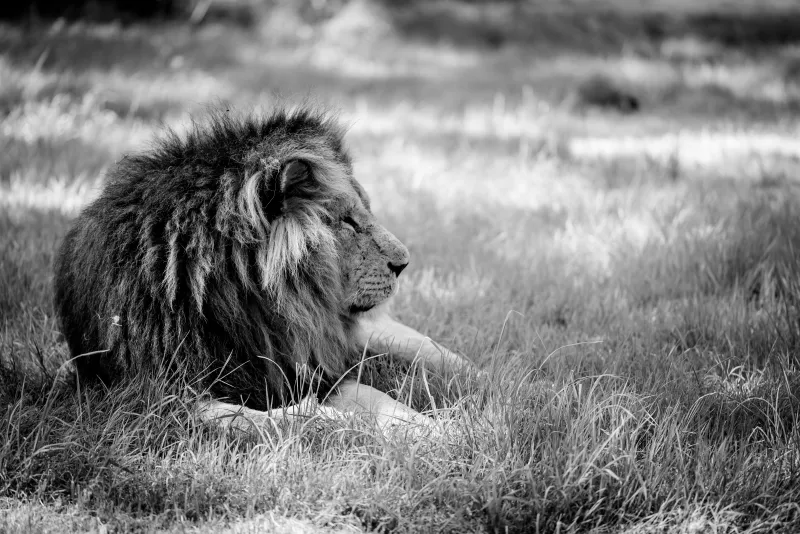 Longleat Lion - Black and White