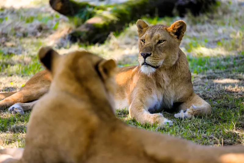 Longleat Lionesses