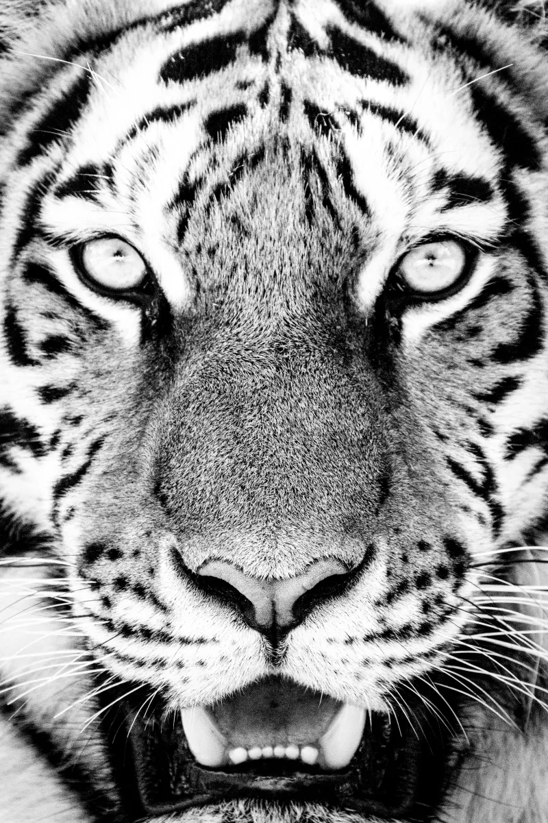 Longleat Tiger Face - Black and White