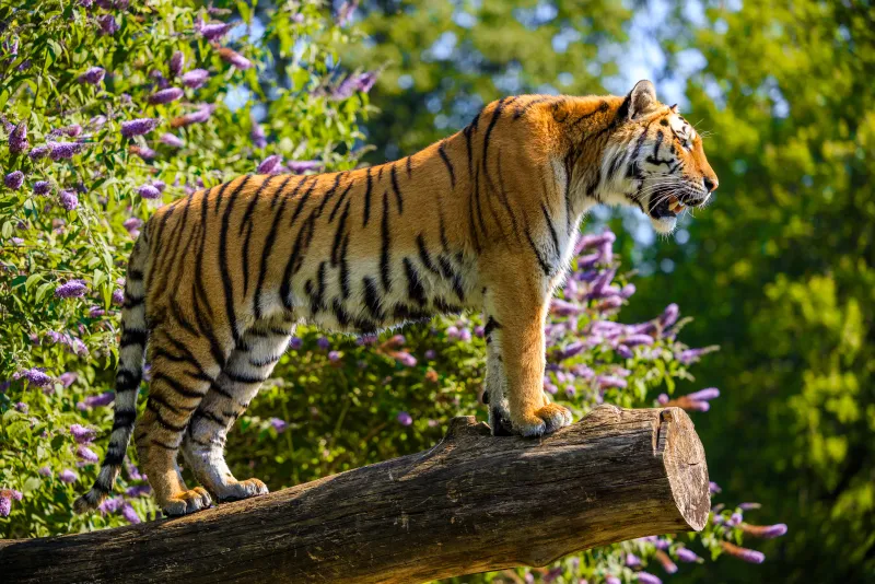 Longleat Tiger Standing on a Log